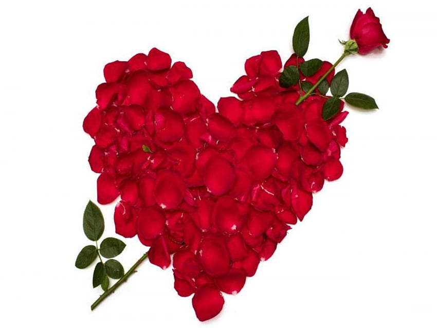 cinta oleh mawar, m, merah cinta Wallpaper HD