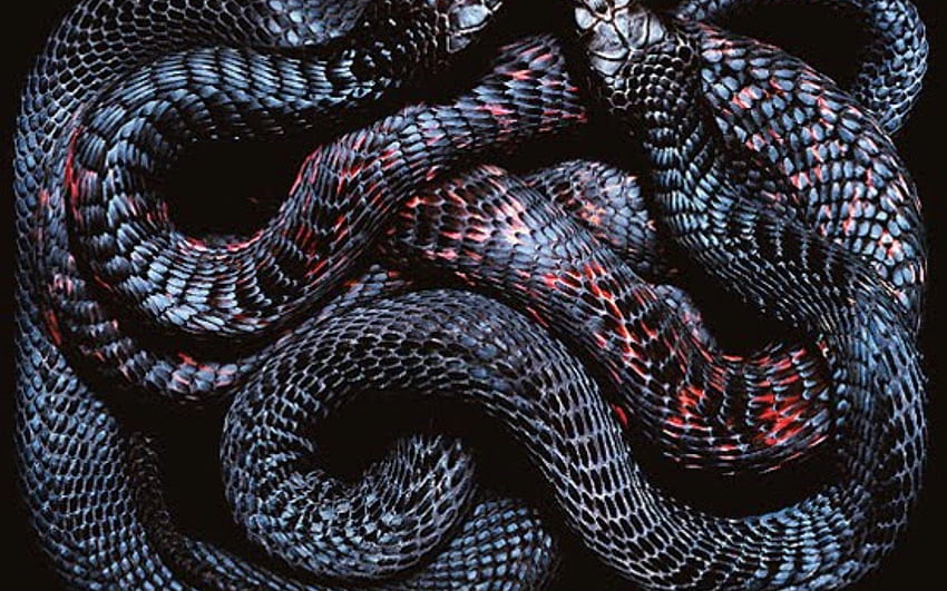 뱀, 붉은 뱀 HD 월페이퍼