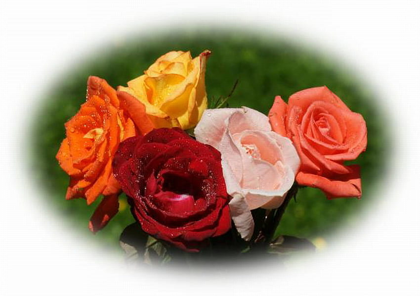 장미의 아름다움, 핑크, 오렌지, 레드, 옐로우 HD 월페이퍼