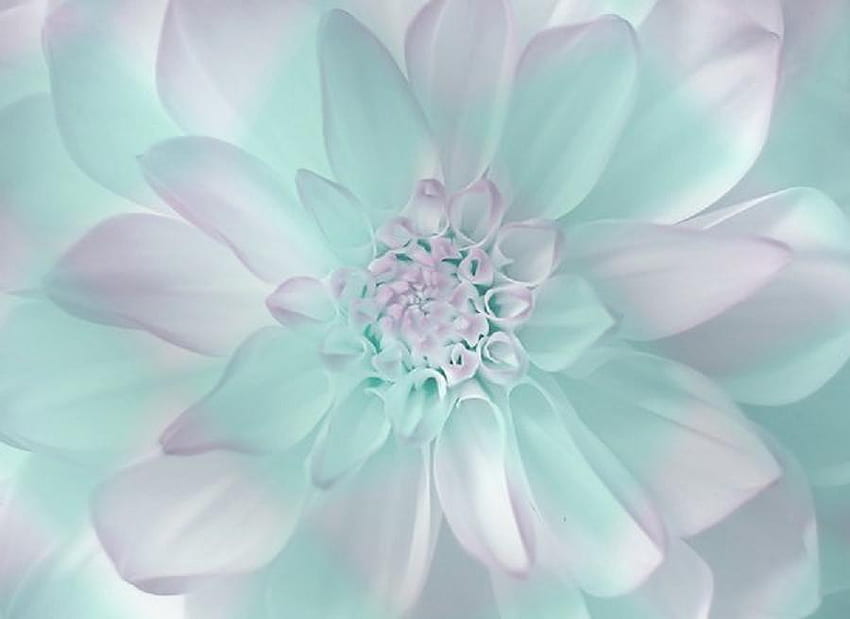 ดอกรักเร่สีพาสเทล สีสัน พืช ดอกรักเร่ ธรรมชาติ ดอกไม้ น่ารักดี วอลล์เปเปอร์ HD
