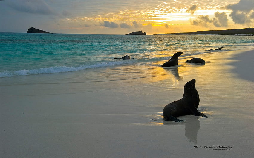 seals, sea, sunset, beach HD wallpaper