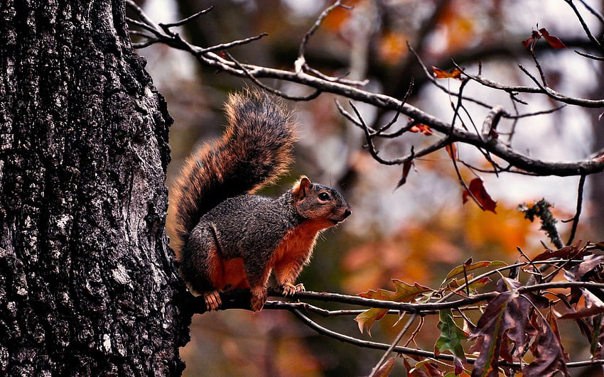 Tiere, Eichhörnchen, Herbst, Sitzen, Ast HD-Hintergrundbild