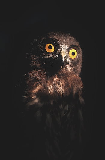 Page 2 | owl eyes HD wallpapers | Pxfuel