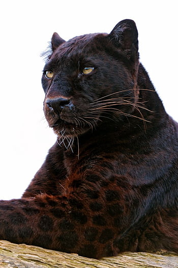 black panther paw