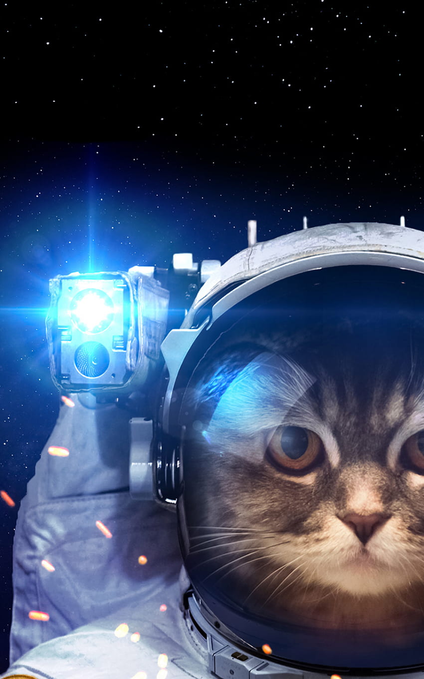 Nicole Andrea Gene Durante, Mobil ve Tabletiniz için [] içinde CUTE CAT PHONE'da. Kitten In Space'i Keşfedin. uzayda yavru kedi HD telefon duvar kağıdı