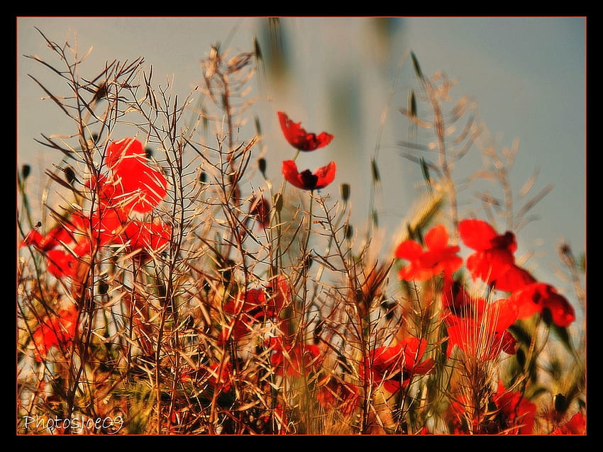 Coquelicots, flowers HD wallpaper