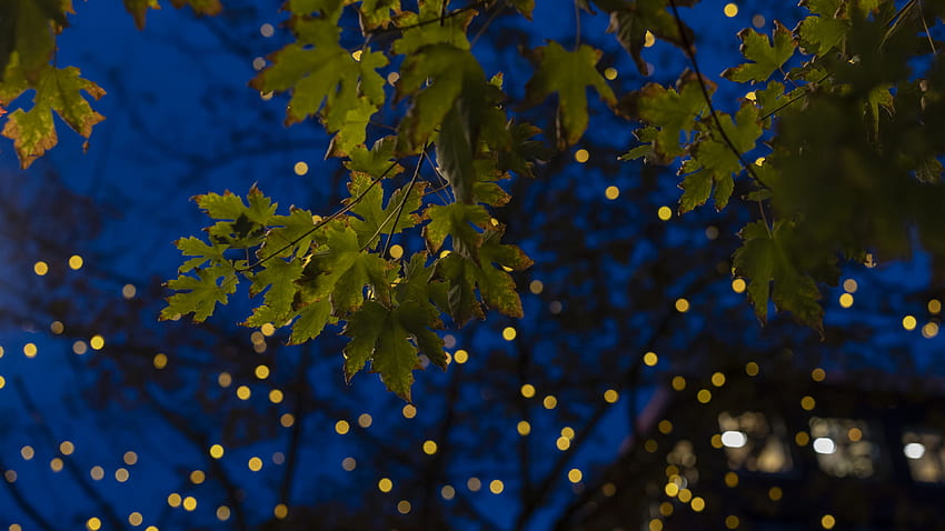Grüne Ahornblätter Äste in gelben Lichtern Bokeh Hintergrund blauer Himmel-Grafik HD-Hintergrundbild