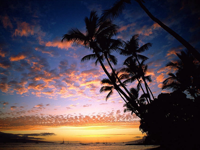Natur, Himmel, Schiffe, Meer, Palmen, Ufer, Ufer, Silhouetten, Umrisse, Abend, Hawaii HD-Hintergrundbild