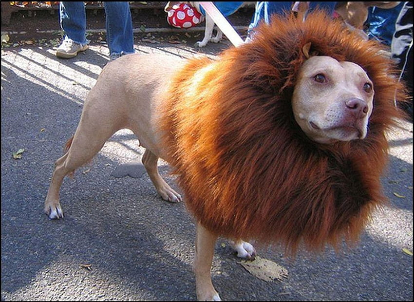 Funny-Lookin' Dog, dogs, funny, lion, animals HD wallpaper