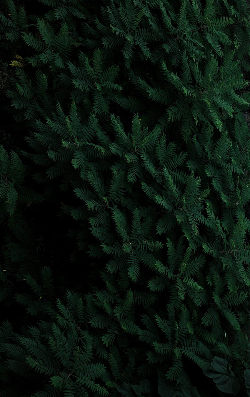 植物, 自然, 葉, 枝 HD電話の壁紙