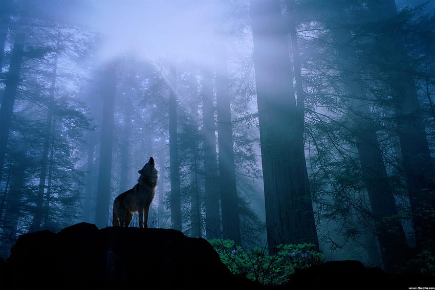 The Path Of The Lone Wolf * Shamanism. Wolf, Lone wolf and Poem, Lone Wolf Biker HD wallpaper
