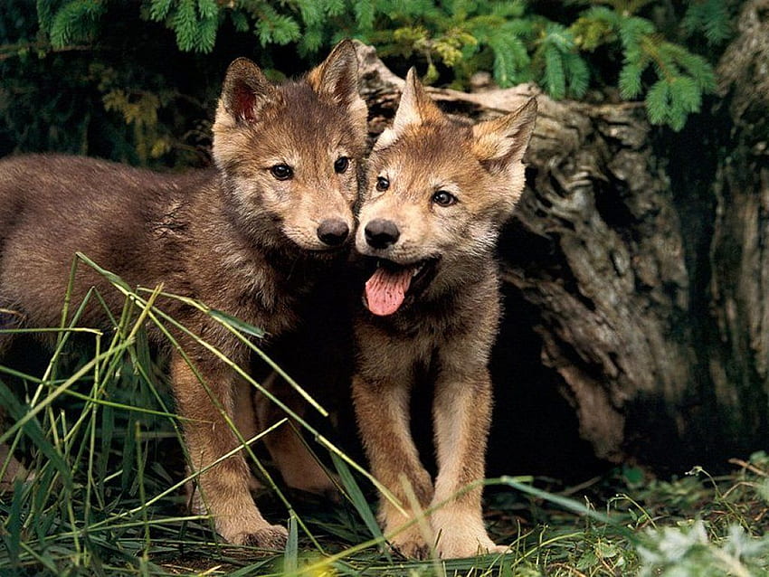 Cute Wolf Pups. Wolf and Wolf Background 1 of 8 HD wallpaper | Pxfuel