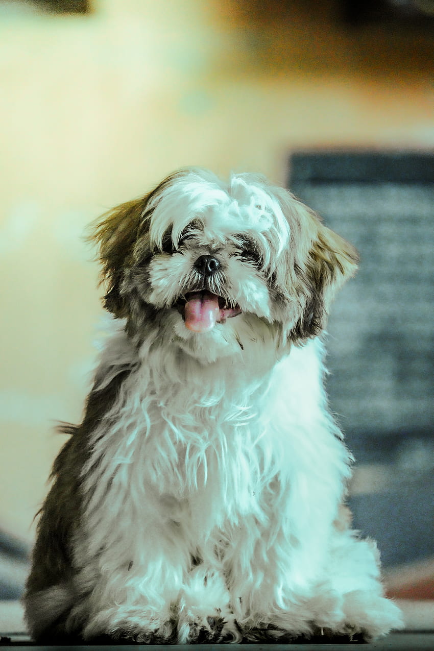 DOG, eye, companion dog, puppy HD phone wallpaper
