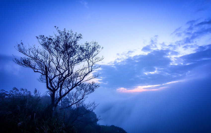 Nature, Sky, Clouds, Wood, Tree, Fog, Branches HD wallpaper