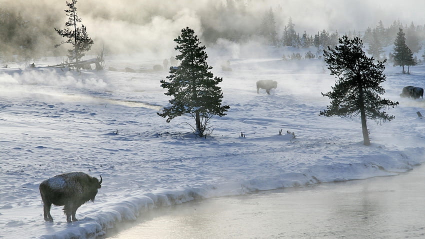 nature winter snow rivers bison avalanche Animals , Hi Res Animals , High Definition HD wallpaper