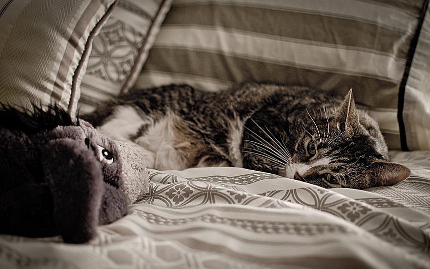 Zwierzęta, kot, leżeć, leżeć, wzrok, opinia, łóżko Tapeta HD
