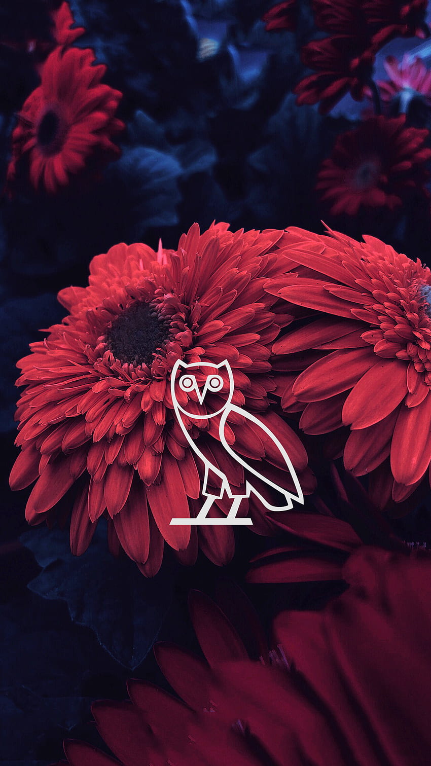 Drake OVO Thread, White Ovo Owl HD phone wallpaper