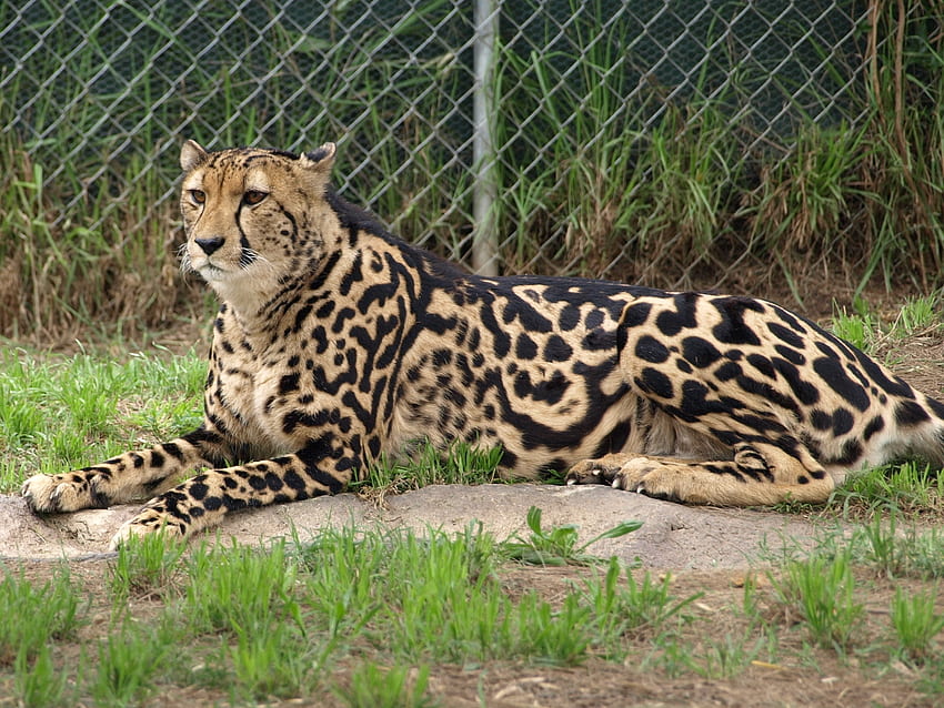 Animals, To Lie Down, Lie, Predator, Color, Royal Cheetah HD wallpaper