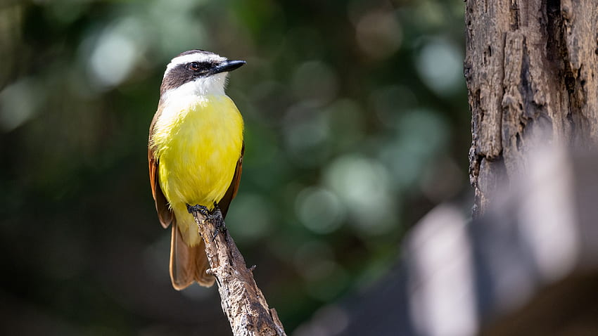 El pájaro Pitanga amarillo, negro, blanco y marrón está parado en un borroso de Bokeh en las aves de la rama de un árbol fondo de pantalla