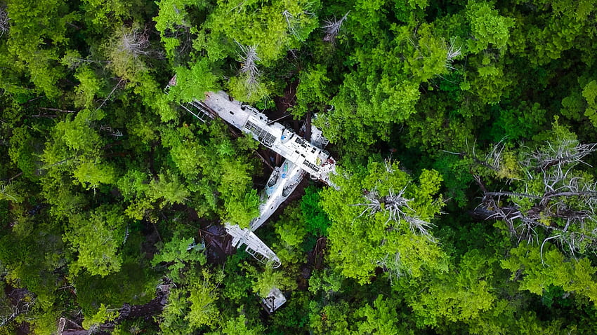 Foresta, alberi verdi, relitto, aereo, - aereo schiantato nella foresta, incidente aereo Sfondo HD