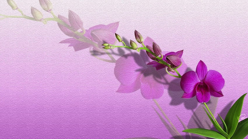 Orquideas 01, Flores, Veilchen, Violeta, Orchideen, Blumen, Blumen, Orquideas, Orchideen HD-Hintergrundbild