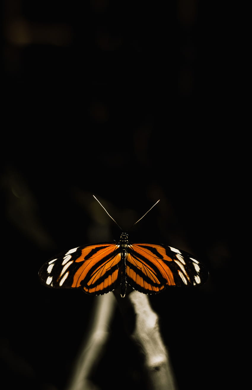 Macro, Insect, Butterfly, Wings HD phone wallpaper