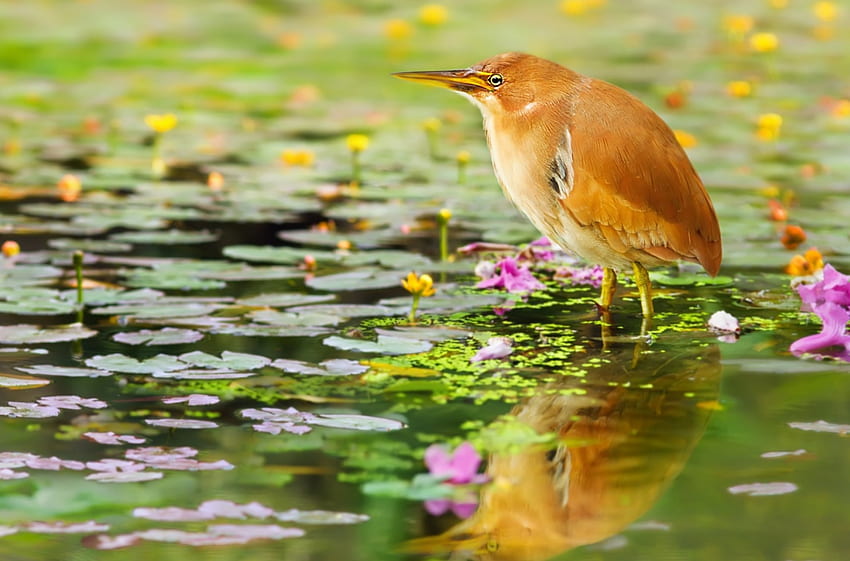 Bird, pink, flower, green, orange, water, lake HD wallpaper