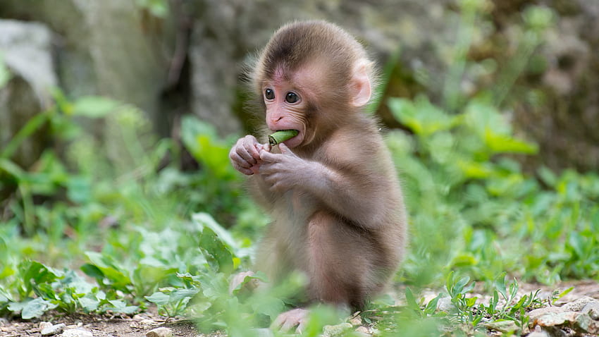 Baby Monkey HD wallpaper