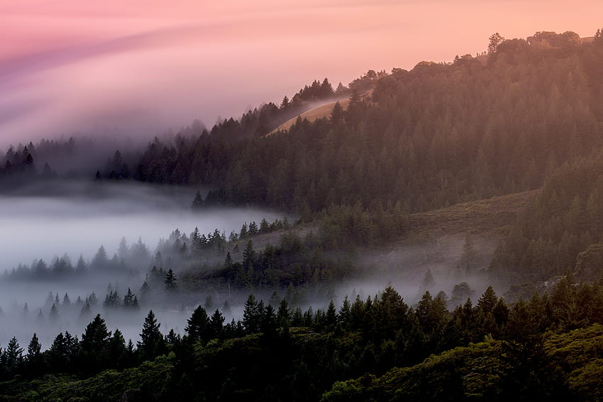 Mist, fog, tree, dawn, forest, nature HD wallpaper