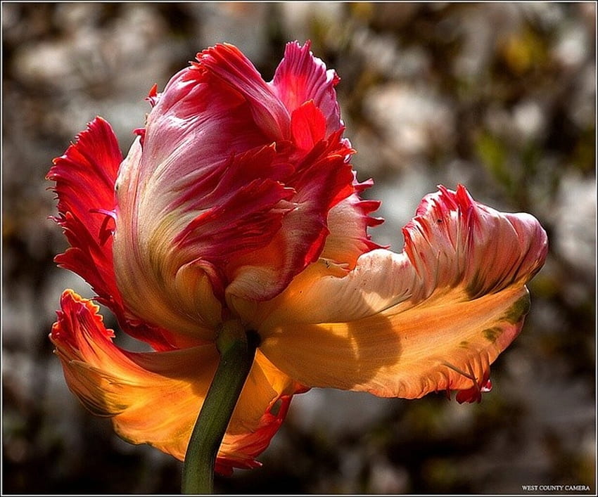 Parrot Tulip, Tulip, Hibrida, Bunga, Merah, Oranye Wallpaper HD