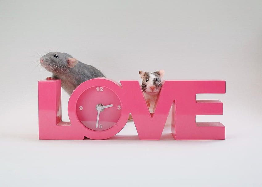 TIME 4 LOVE, pink, rats, love, rodents, clock HD wallpaper