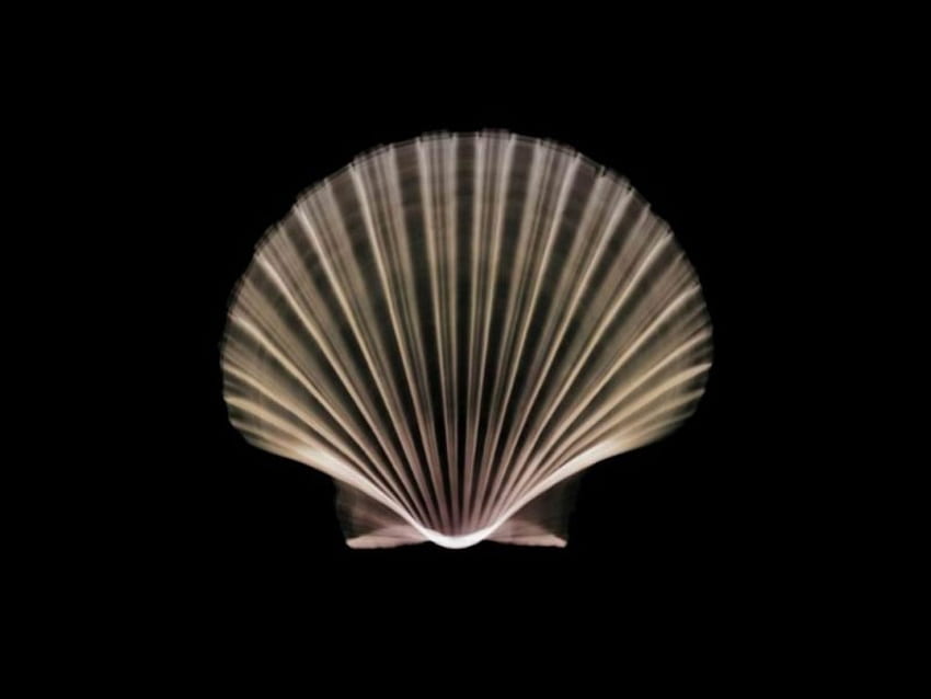 Shell of Beauty, black, 3d, fan shell HD wallpaper