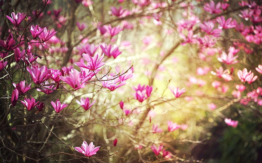 자연 printemps - Recherche Google. 봄 , 봄 꽃 , 봄 꽃 HD 월페이퍼