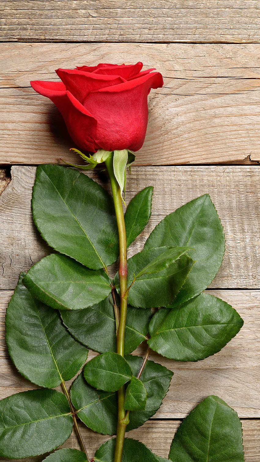 розови цветя, цвете, цъфтящи растения, растение, роза, градински рози, хибридна чаена роза, флорибунда, розово семейство, листа, Китайска роза - целувка HD тапет за телефон