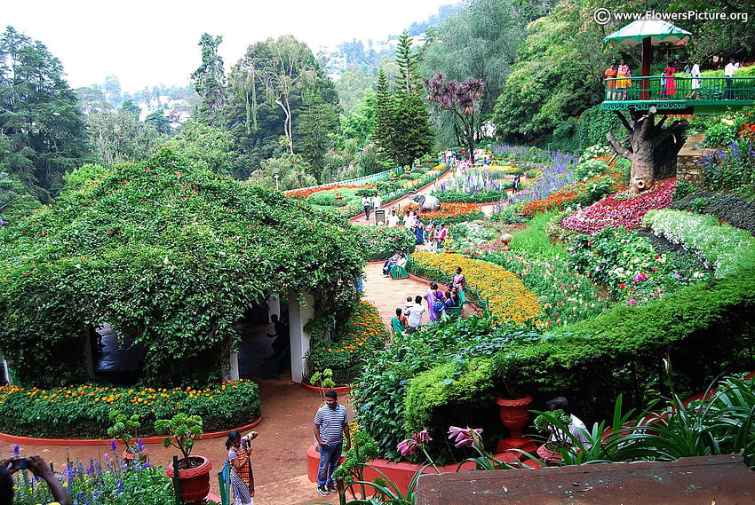 Government Botanical Garden Ooty - Ooty Government Botanical HD wallpaper
