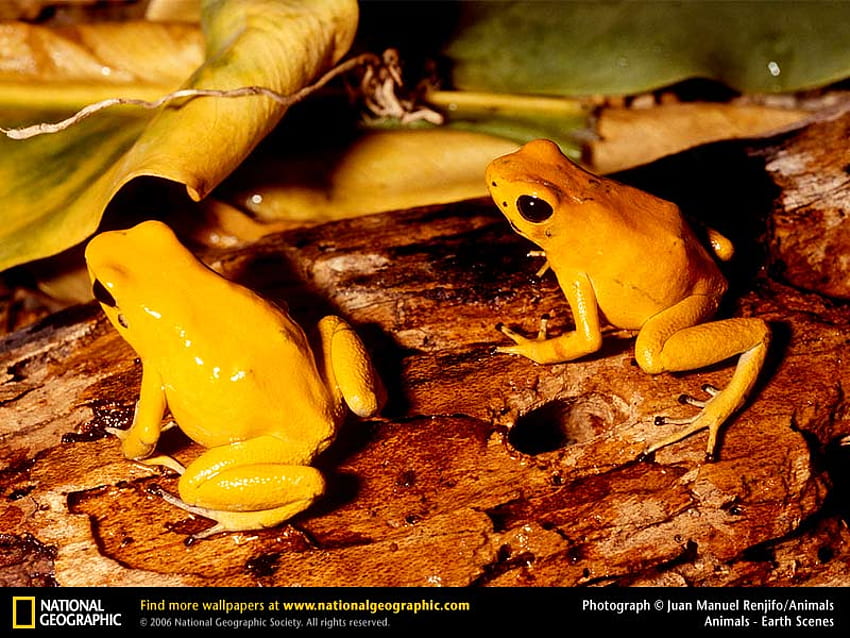 Golden Poison Dart Frogs, frogs, animals, amphibians HD wallpaper