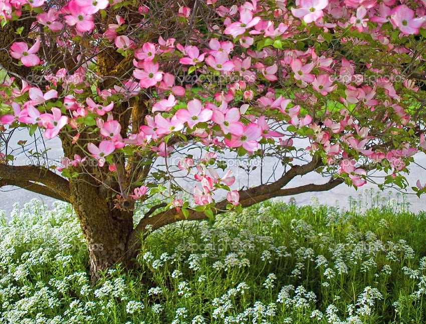 꽃이 만발한 봄, 분홍색, 흰색, 꽃, 꽃, 잔디, 나무 HD 월페이퍼