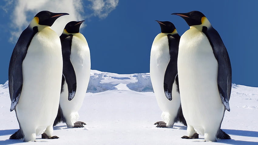 4 Emperor Penguins Penguins Animals HD wallpaper