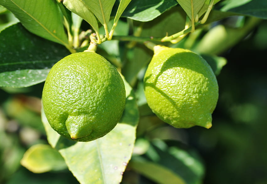 Food, Lime, Branches, Fruit, Citrus HD wallpaper