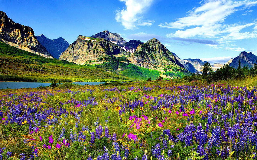 Flores de las montañas de Colorado Montañas Rocosas Cielo azul Nubes blancas, Montañas Rocosas fondo de pantalla