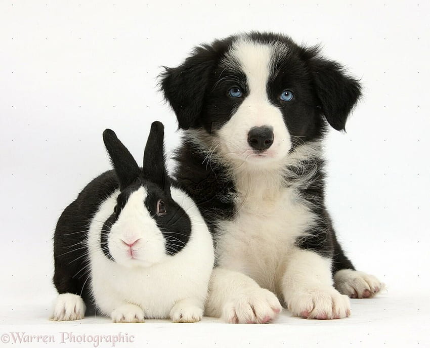 puppies and bunnies wallpaper