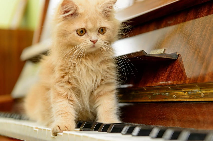 Musikliebhaber, Kätzchen, süß, Schlüssel, Kätzchen, süß, Katze, flauschig, Musik, Klavier, Liebe, bezaubernd HD-Hintergrundbild