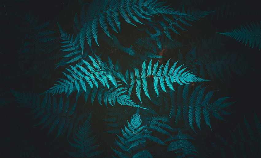 Nature, Plant, Fern, Foliage HD wallpaper