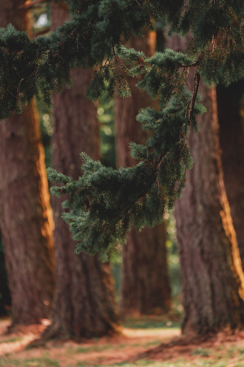 Nature, Trees, Pine, Coniferous, Forest, Branch HD phone wallpaper
