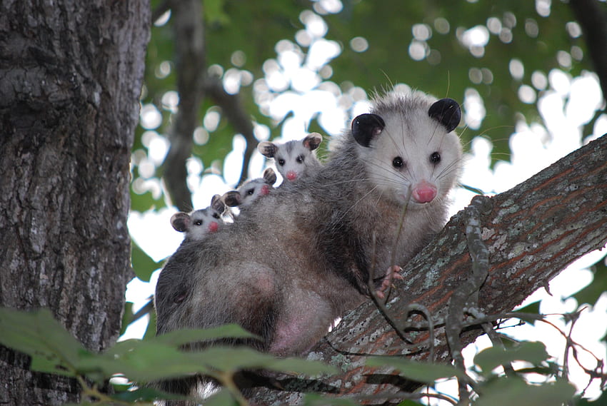Animals, Wood, Young, Tree, Family, Care, Cubs, Opossum HD wallpaper