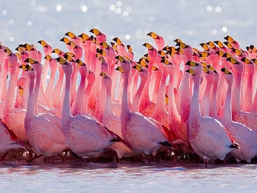 フラミンゴの行進、群れ、ピンク、鳥、フラミンゴ 高画質の壁紙