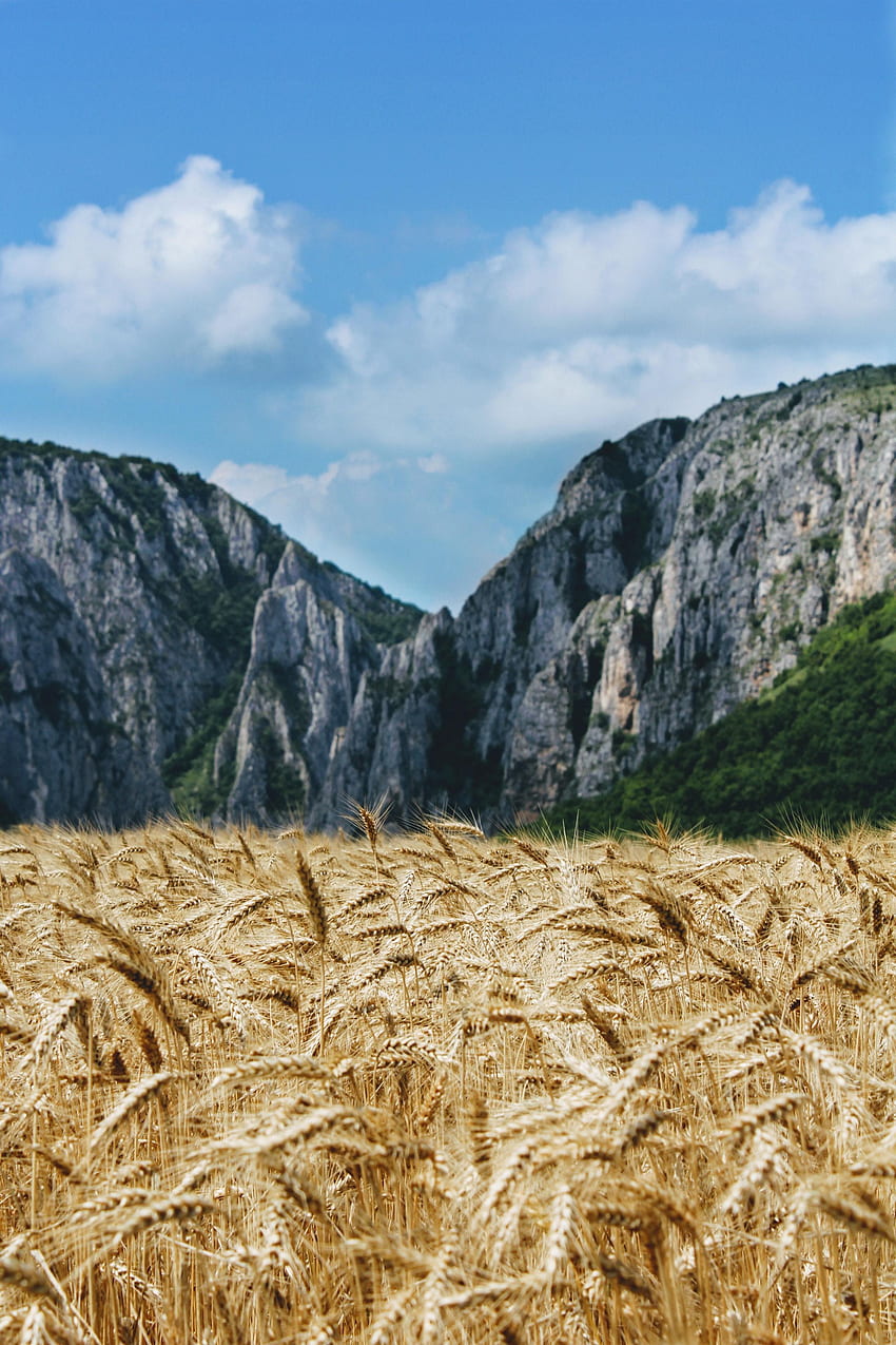 自然, 山, 小麦, 畑, 耳, スパイク HD電話の壁紙