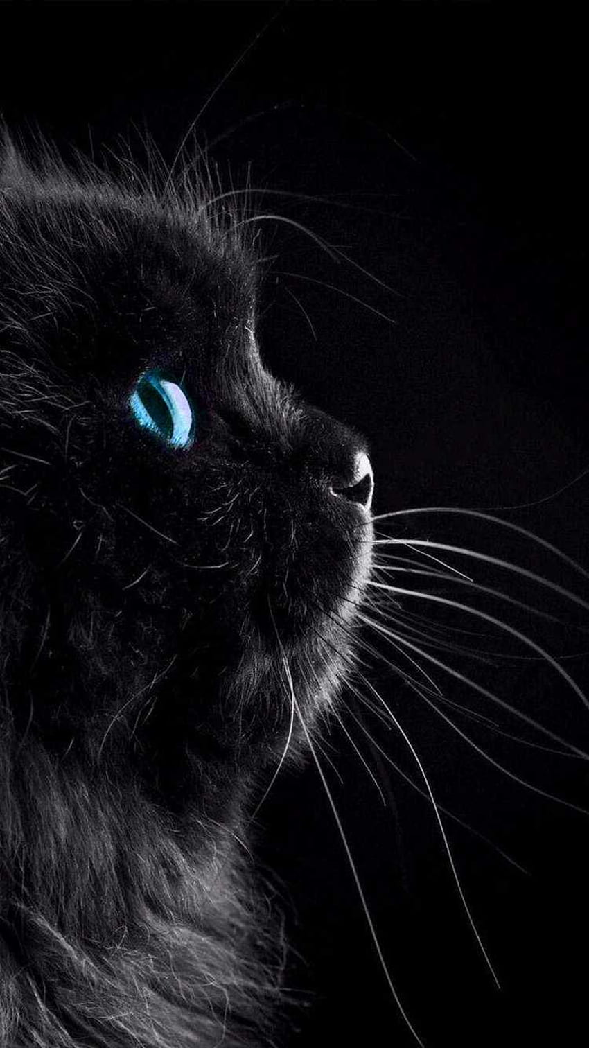 Черна котка, готина черна котка HD тапет за телефон