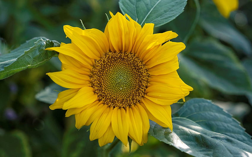 Sunflower, plant, yellow, flower HD wallpaper