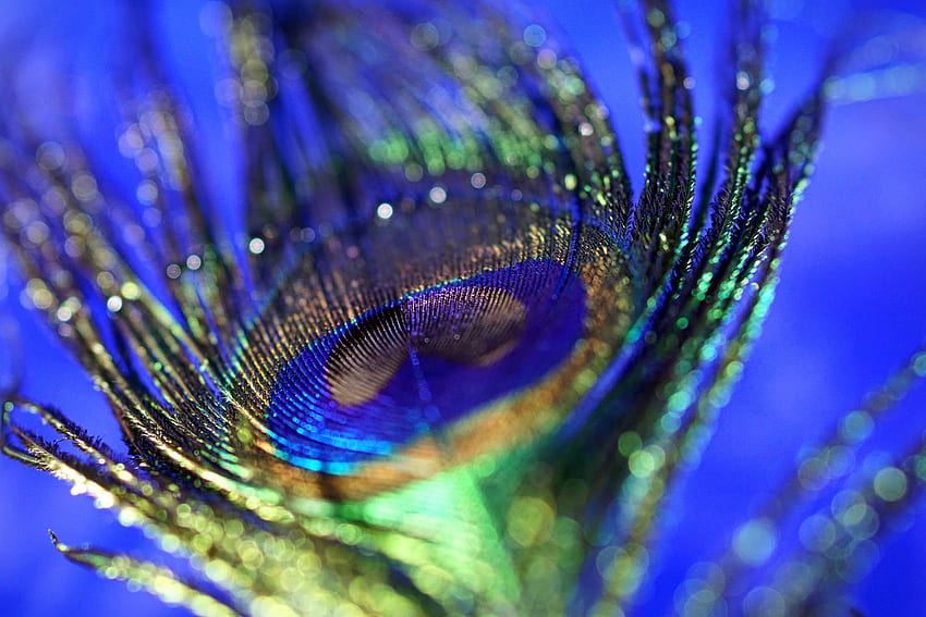 Peacock, plumage, feather, colorful, close up, bokeh HD wallpaper